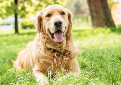 Findings of a 10-Year Golden Retriever Study