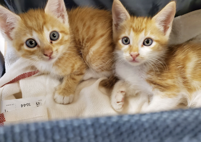 It’s the purrfect time to foster kittens