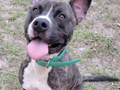 Shelter dog of the week: Zeus