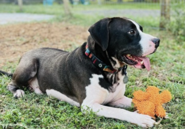 Shelter dog of the week: Opie