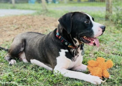 Shelter dog of the week: Opie