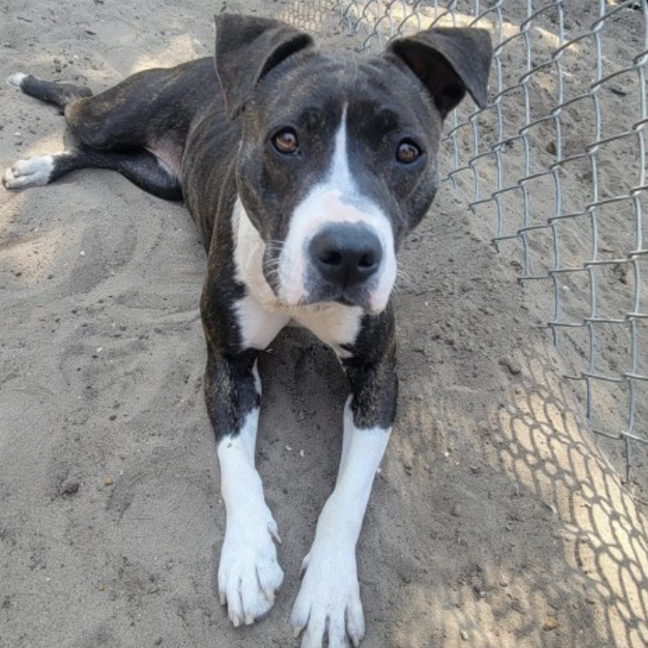 Shelter dog of the week: Ladybug