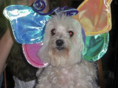 Check out some of the cutest costumed pets in The Villages this Halloween