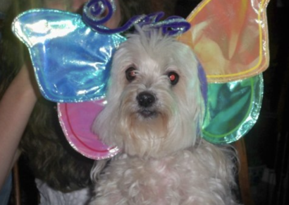 Check out some of the cutest costumed pets in The Villages this Halloween