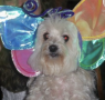 Check out some of the cutest costumed pets in The Villages this Halloween