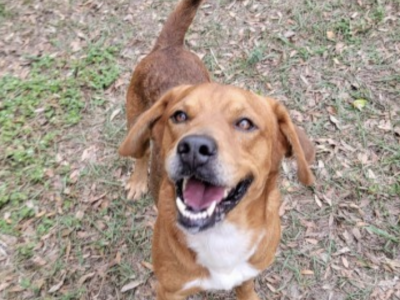 Shelter dog of the week: Russ