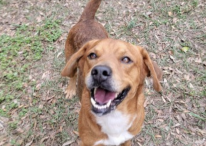 Shelter dog of the week: Russ