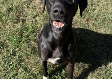 Shelter dog of the week: Buford