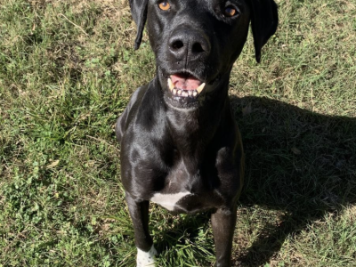 Shelter dog of the week: Buford