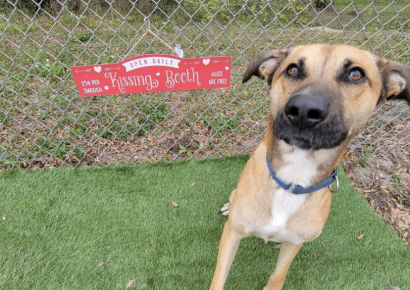 Shelter dog of the week: Otis