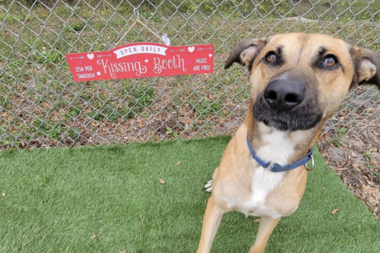 Shelter dog of the week: Otis