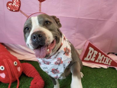 Shelter dog of the week: T-Bone