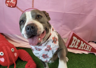 Shelter dog of the week: T-Bone