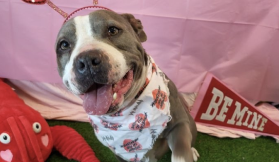 Shelter dog of the week: T-Bone