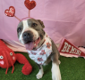 Shelter dog of the week: T-Bone