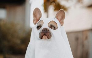 Show us your pet this spooky season!