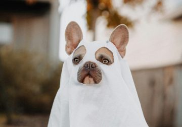 Show us your pet this spooky season!