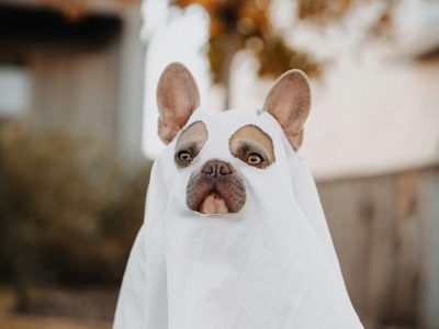 Show us your pet this spooky season!