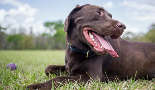 Paradise Dog Park will be closed next week